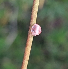 Ceroplastes sinensis