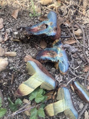 Suillellus amygdalinus