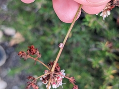 Ceroplastes sinensis