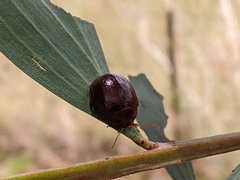 Dicranosterna