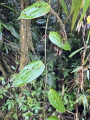 Decaloba