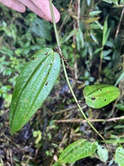 Decaloba