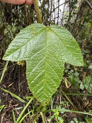 Passiflora coactilis