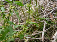 Rumex conglomeratus