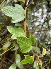 Passiflora coactilis
