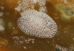 Corambe pacifica