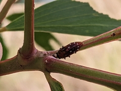 Diphucrania