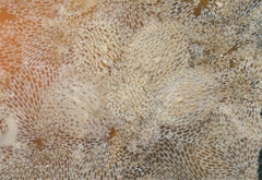 Corambe steinbergae