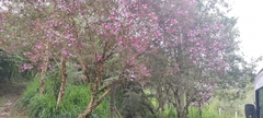 Andesanthus