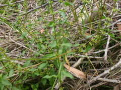 Rumex conglomeratus