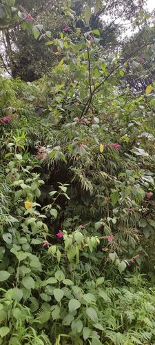 Image of Salvia tortuosa by (c) Subhadra Devi, some rights reserved (CC BY)