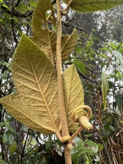 Passiflora coactilis