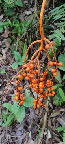 Image of Chamaedorea pinnatifrons by (c) Subhadra Devi, some rights reserved (CC BY)
