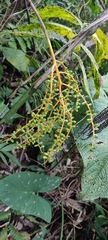 Chamaedorea pinnatifrons