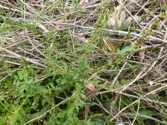 Rumex conglomeratus