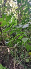 Chamaedorea pinnatifrons