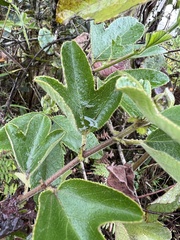 Passiflora manicata