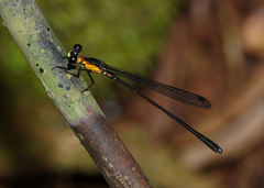 Lestoidea conjuncta