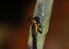Lestoidea conjuncta