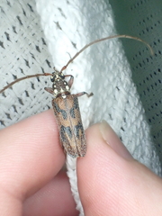 Strongylurus cretifer