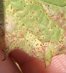 Puccinia lapsanae