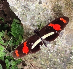 Heliconius telesiphe