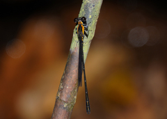 Lestoidea conjuncta