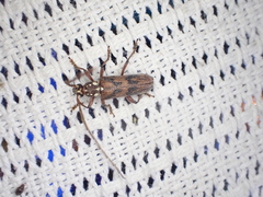 Strongylurus cretifer