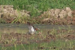 Rostratula benghalensis