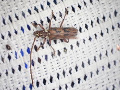 Strongylurus cretifer