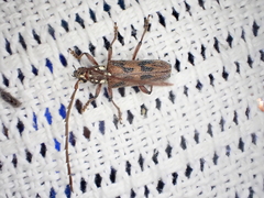 Strongylurus cretifer