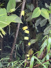 Decaloba