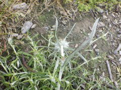 Euchiton