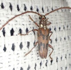 Strongylurus cretifer