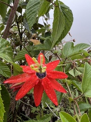 Passiflora manicata
