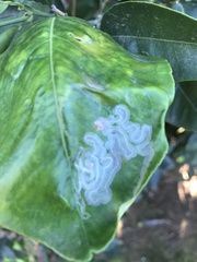 Phyllocnistis citrella