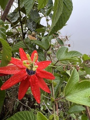 Passiflora manicata