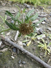Euchiton