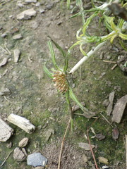 Euchiton