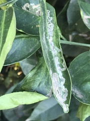 Phyllocnistis citrella