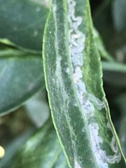 Phyllocnistis citrella