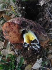 Suillellus amygdalinus