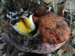 Suillellus amygdalinus