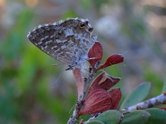 Theclinesthes serpentata
