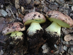 Butyriboletus querciregius