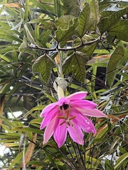 Passiflora coactilis