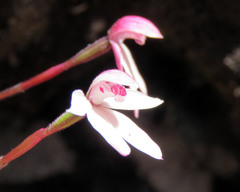 Caladenia alpina