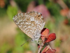Theclinesthes serpentata