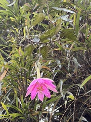 Passiflora coactilis