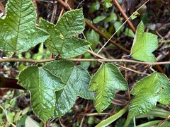 Passiflora coactilis